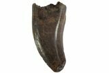 Raptor Tooth (Acheroraptor?) - Montana #77393-1